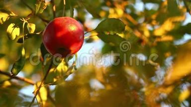 日落时<strong>苹果</strong>树上挂满了<strong>红<strong>苹果</strong>。 <strong>红<strong>苹果</strong>长在树枝上。